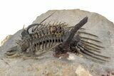 Alien-Looking Quadrops Trilobite - Top Quality Specimen #356938-1